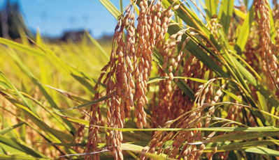 ˮ��ѭ������