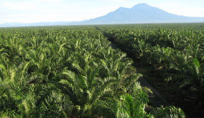 ����;�տ�ӹ�