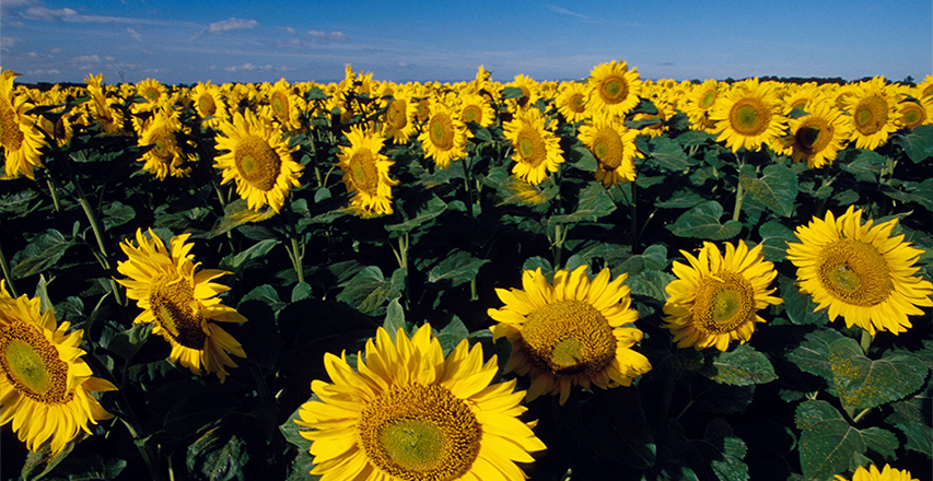 bevictorΰ�¹���-Τ�¹ٷ���վ